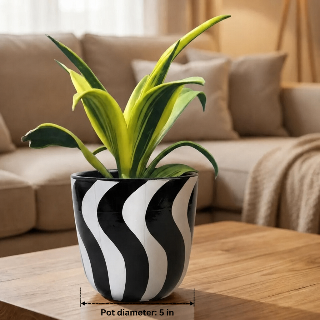Snake Plant Sensaveria Golden Flame - dimensions: pot 5 in