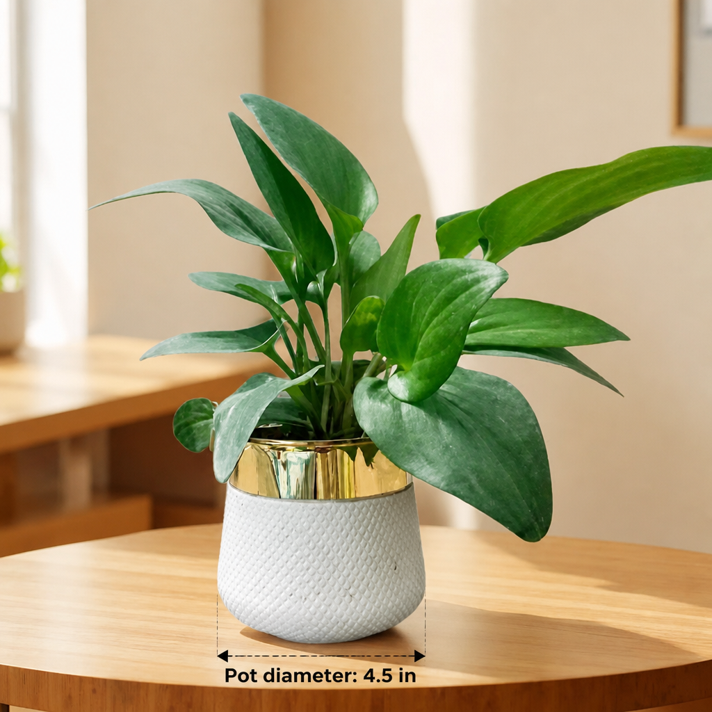 Drimiopsis in Fiber Planter - dimensions: pot 4.5 in