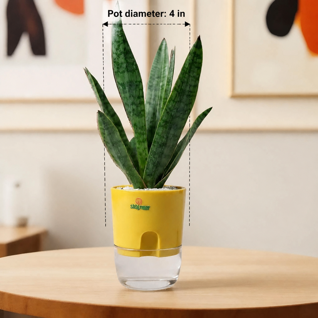 Sansevieria trifasciata Snake Plant Green - dimensions: pot 4 in