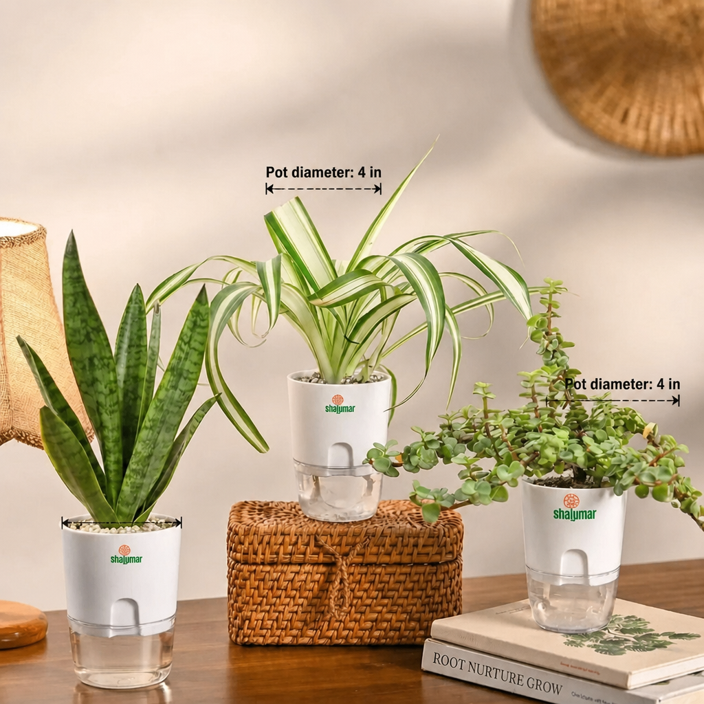 Set of 3 Air Purifying Plants - dimensions: pot 4 in