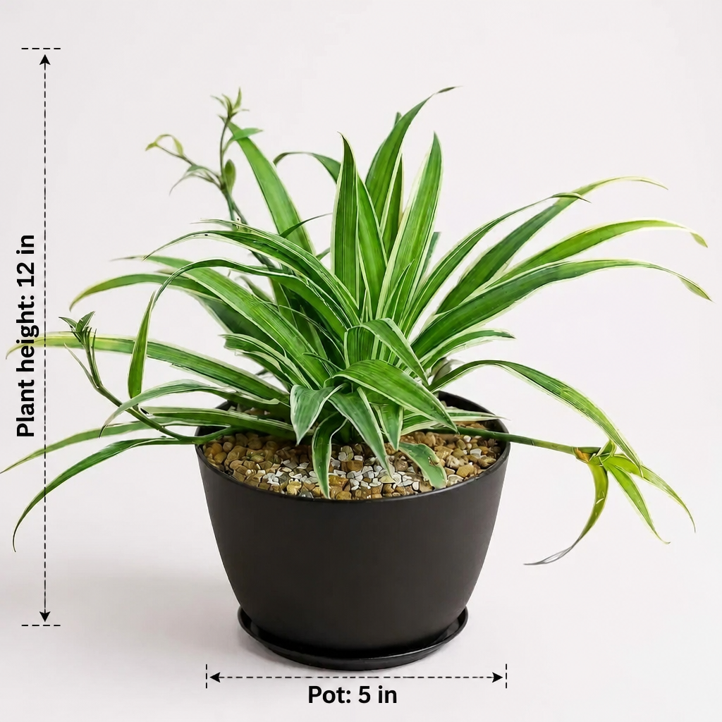 Chlorophytum Spider Plant in Luma Pot - dimensions: plant height 12 in, pot 5 in