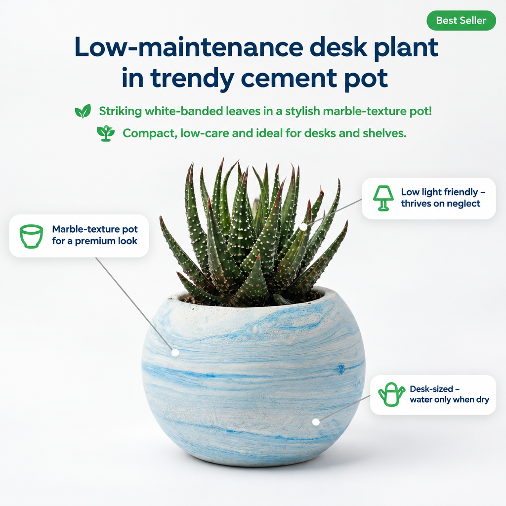 Haworthia attenuata in Marble Texture Round Pot - key features infographic