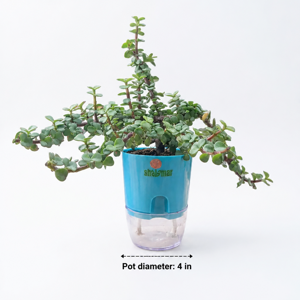 Lucky Jade Plant Tasbeeh Bail - dimensions: pot 4 in