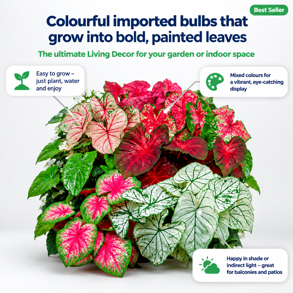 Caladium Bulbs Mix (Thailand) - key features infographic
