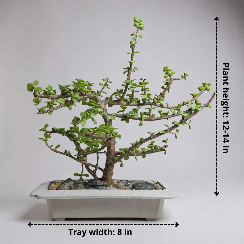 Lucky Jade Plant Bonsai - dimensions: tray width 8 in, plant height 12-14 in