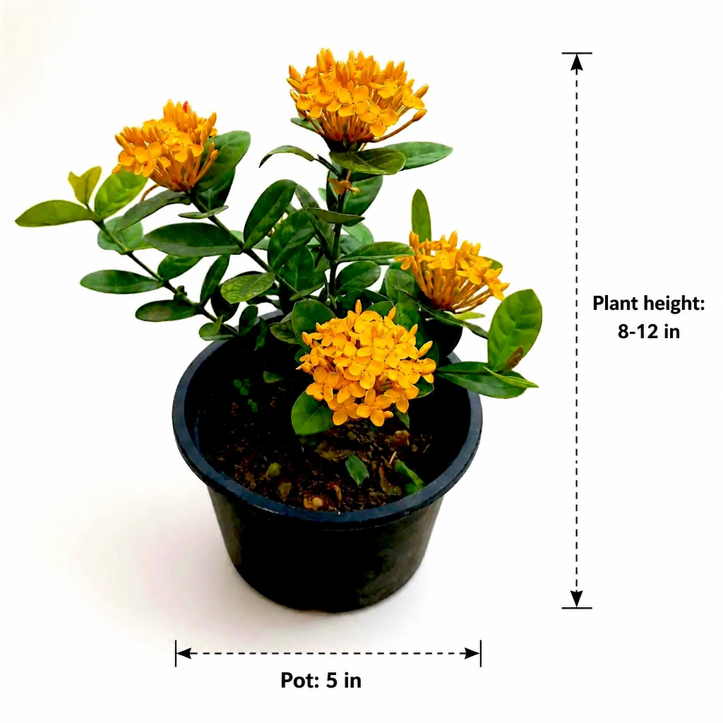 Ixora peach - dimensions: plant height 8-12 in, pot 5 in