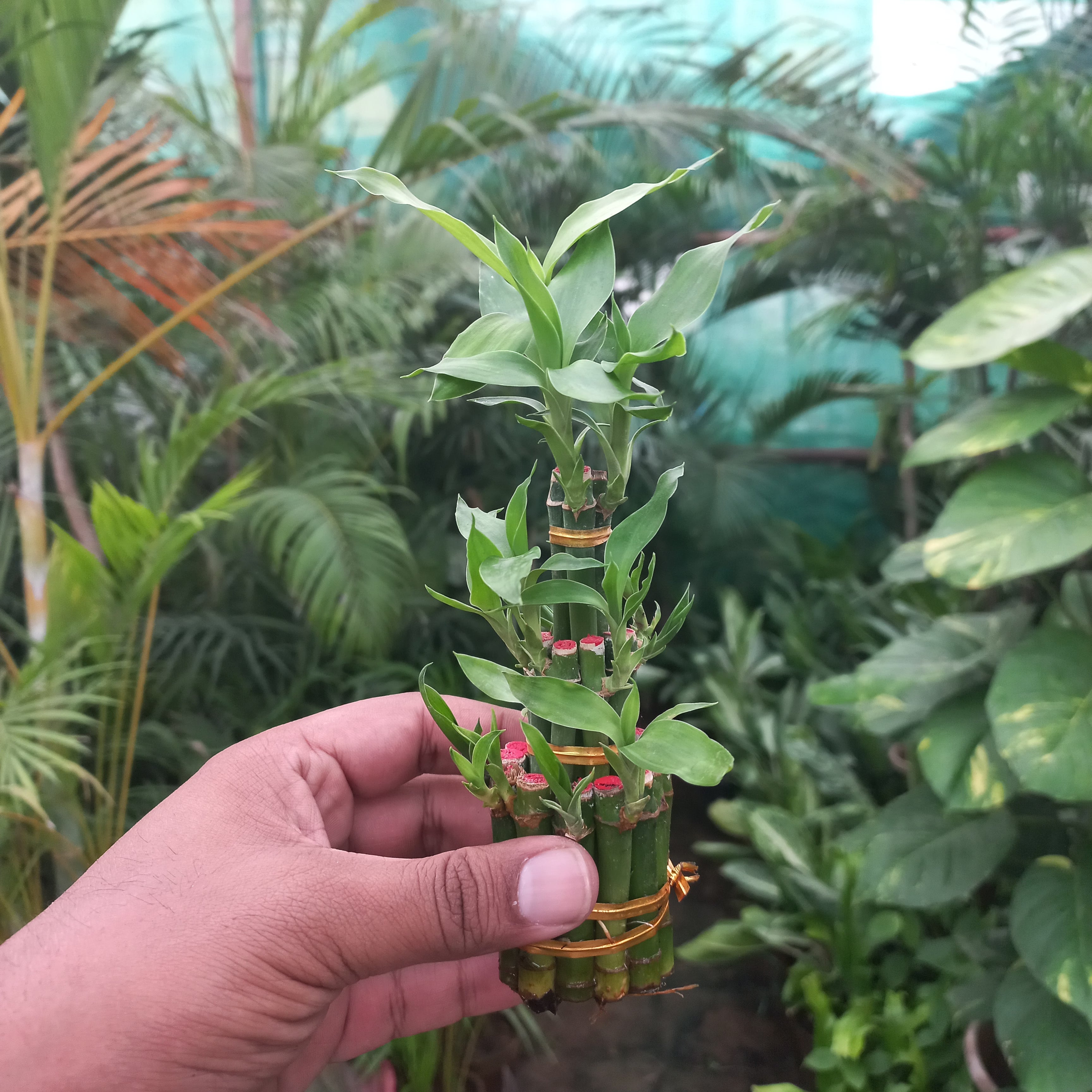 Lucky Bamboo Bunch
