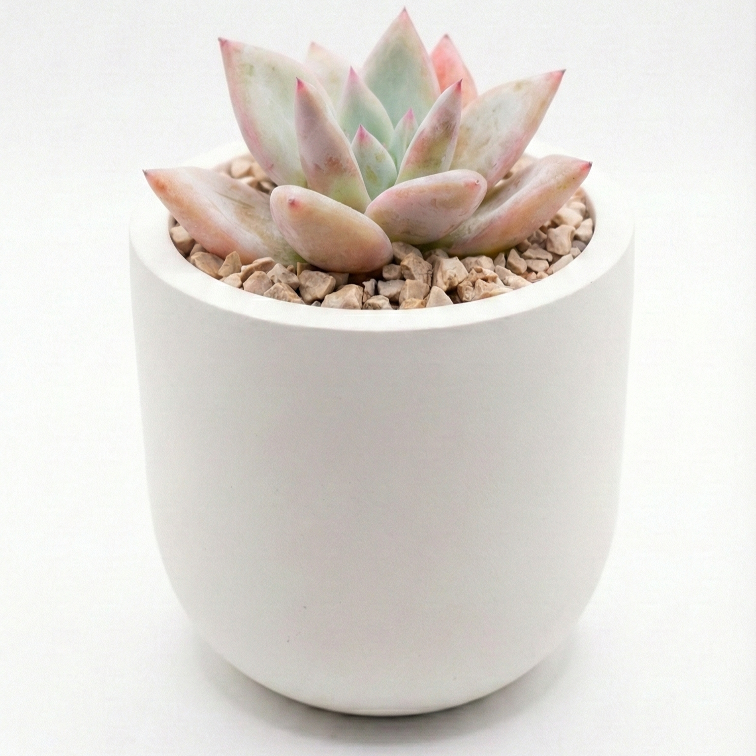 Echeveria agavoids in cement pot