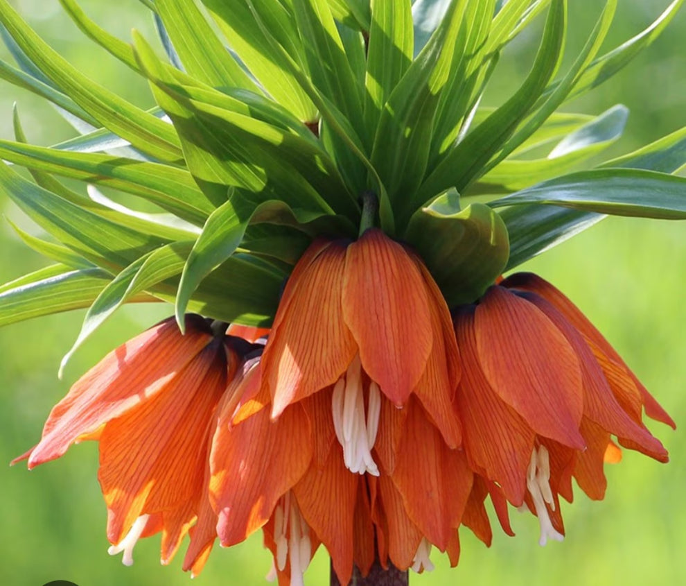 Fritillaria imperialis Pack of 2 Bulbs With Free Shipping