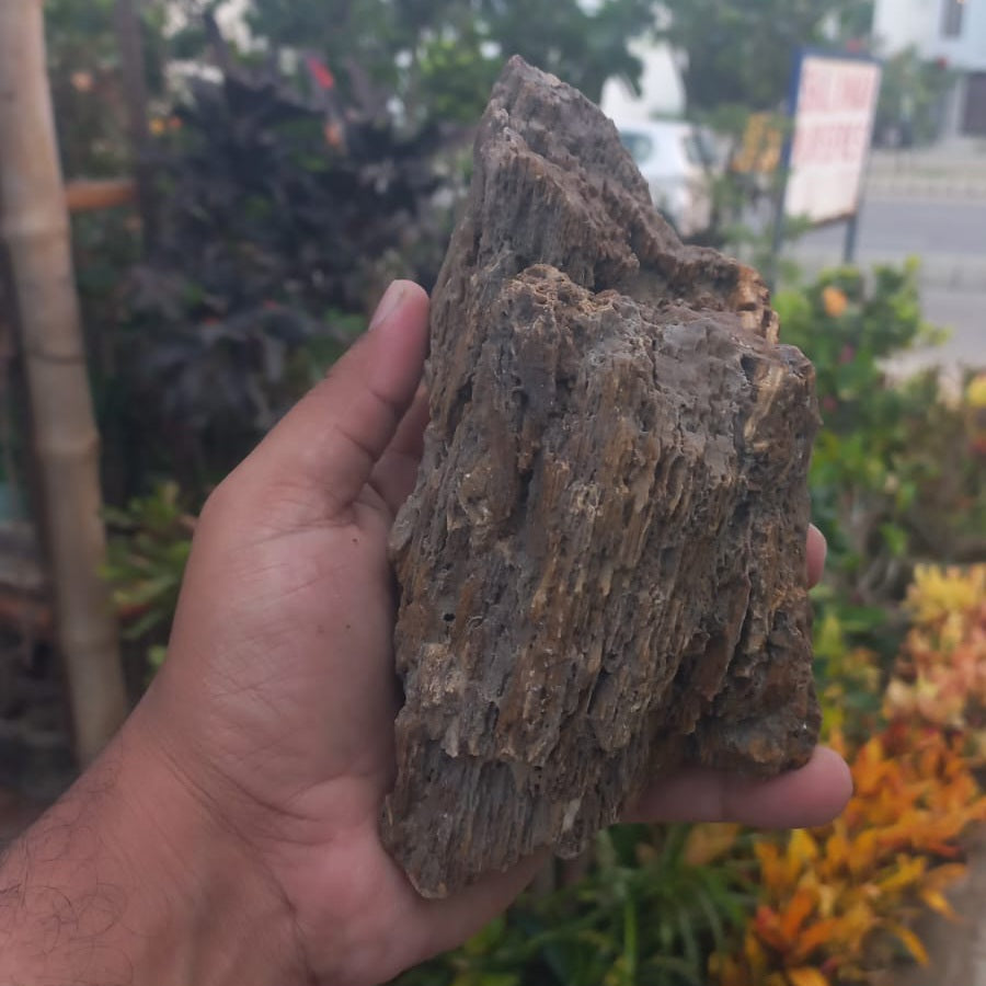 Fossilised Stone (Random)