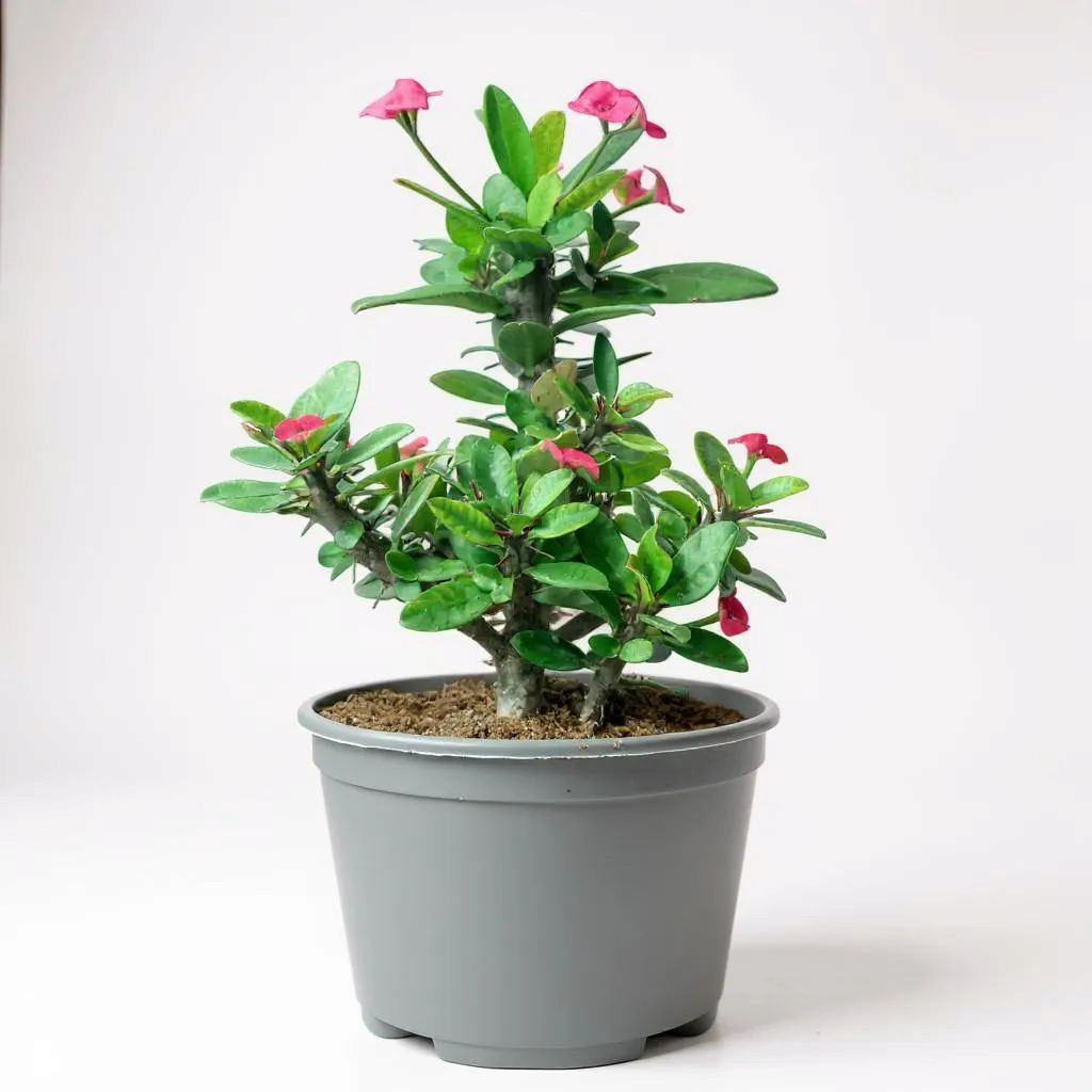 Euphorbia milli dwarf