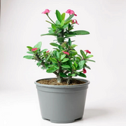 Euphorbia milli dwarf