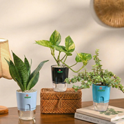 Set of 3 - Lucky Plants Pack | Money Plant, Jade, Snake Hahnii