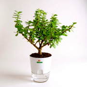 Jade Plant Tasbeeh Bail