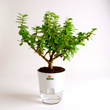 Jade Plant Tasbeeh Bail