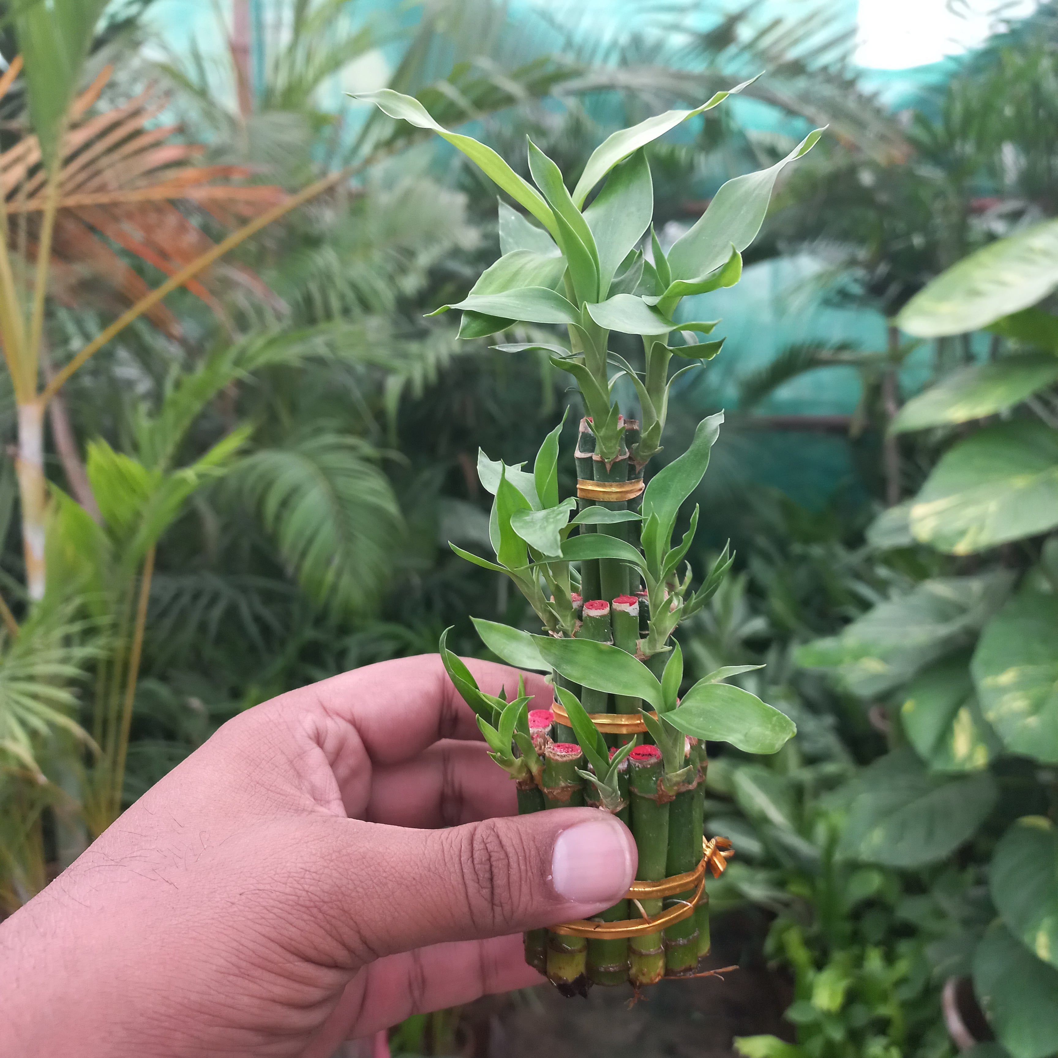 Lucky Bamboo Bunch
