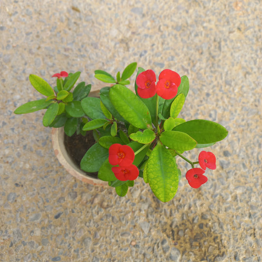 Euphorbia milli dwarf