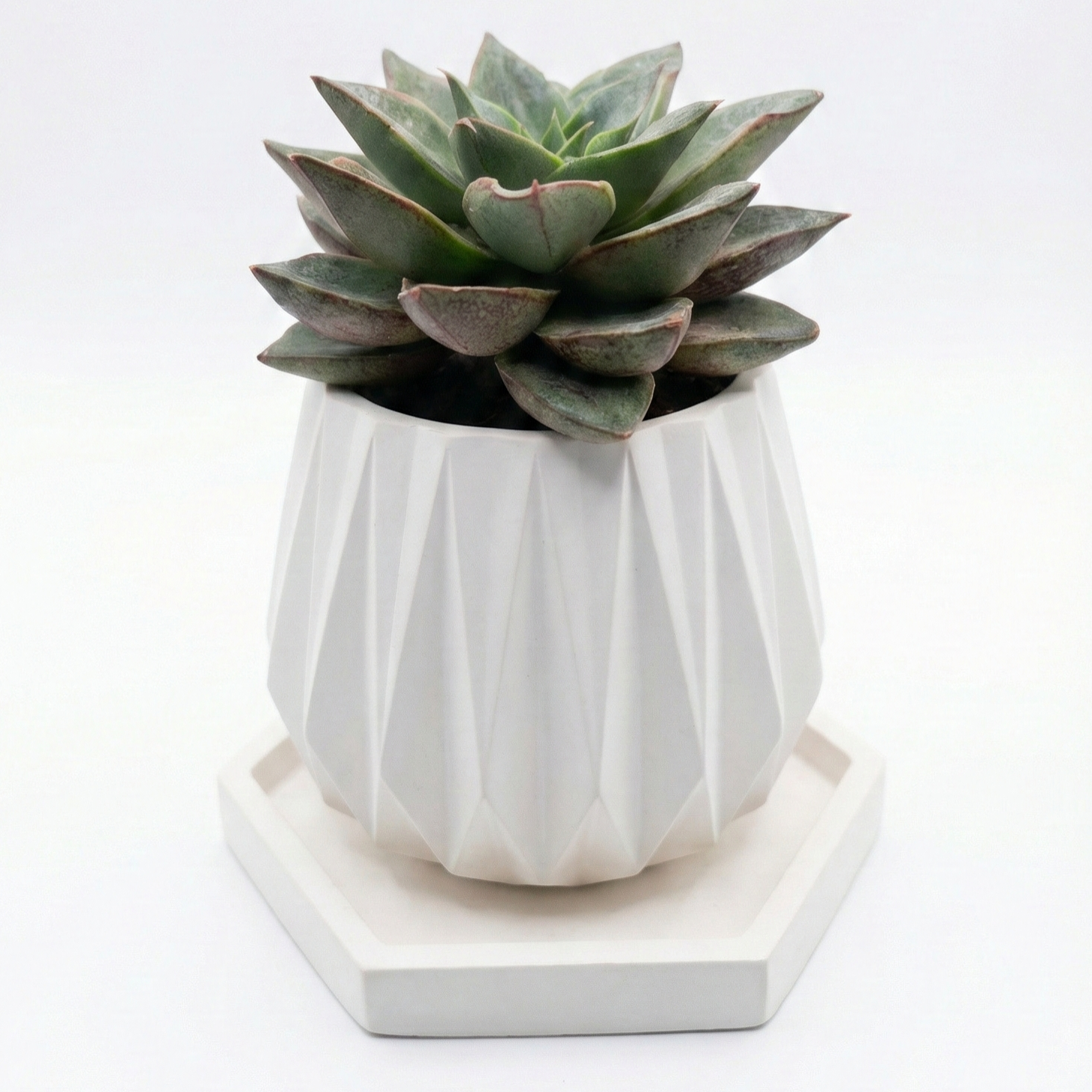 Echeveria Purpusorum in Diamond Cement Pot
