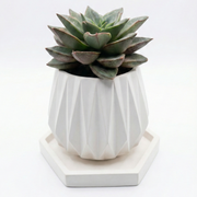Echeveria Purpusorum in Diamond Cement Pot