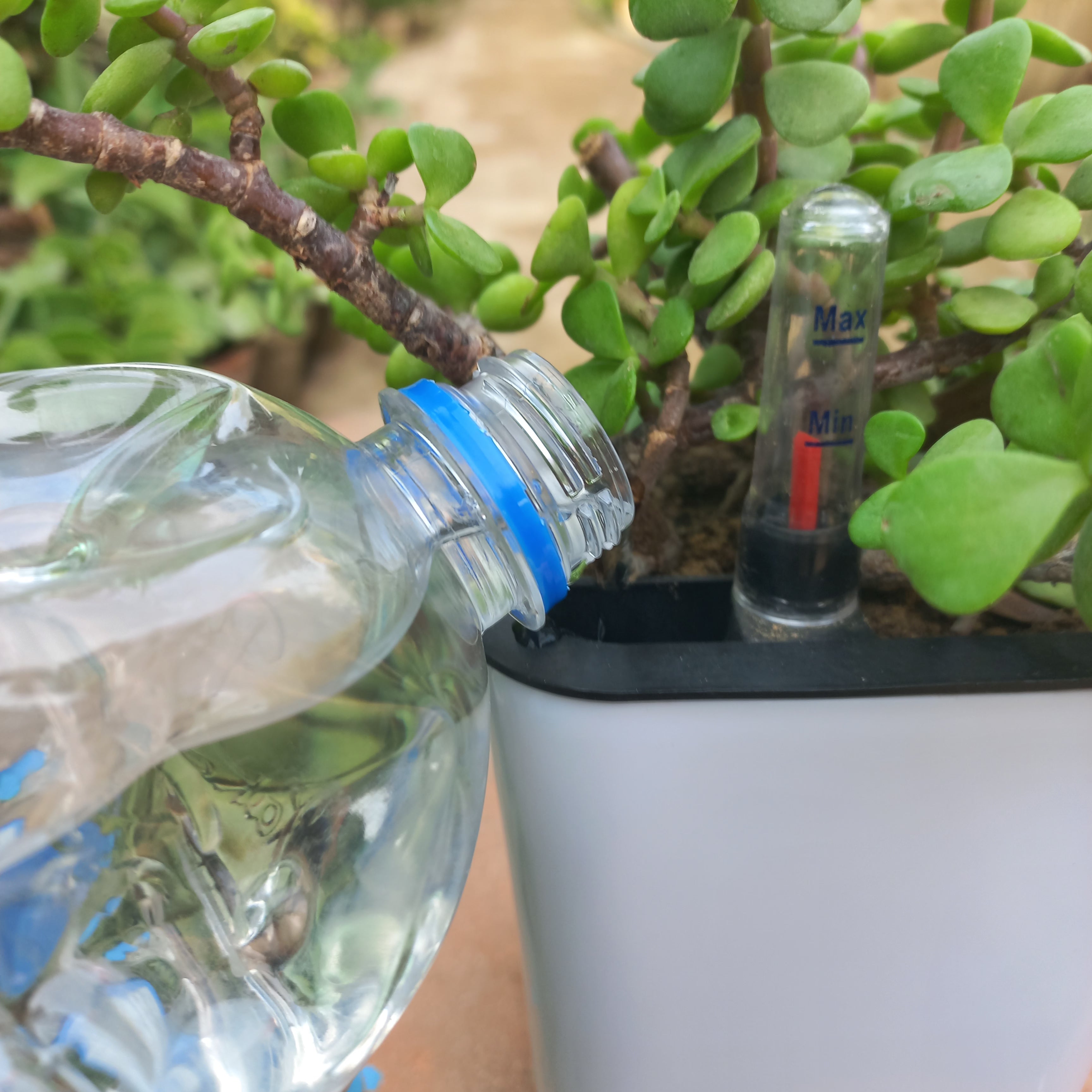 Crassula Lucky Jade Plant in Nova Self Watering Pot