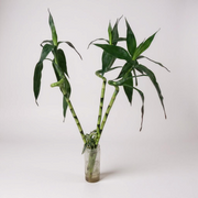 Lucky Bamboo Stick XL (1 stick)