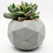 Tiger jaw in cement pot