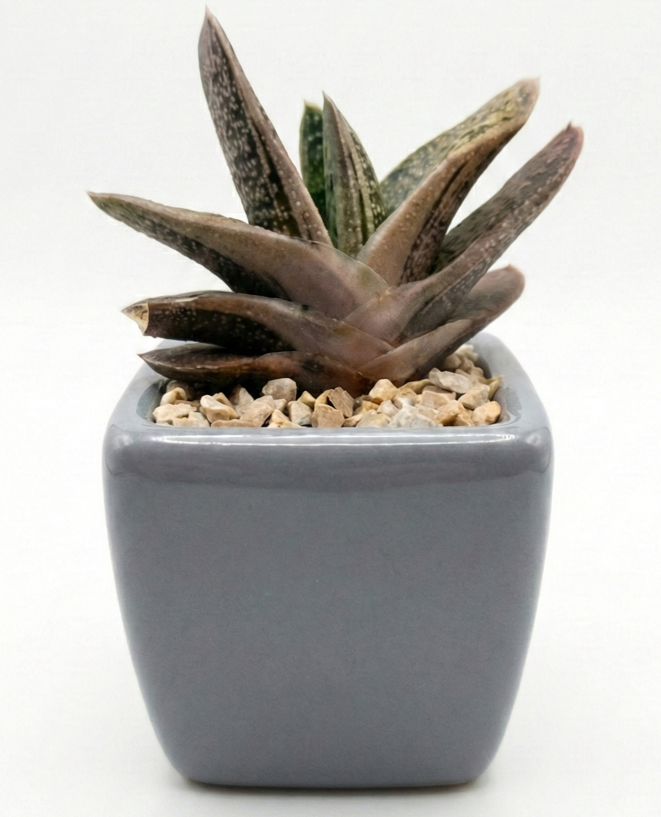 Gasteria in Ceramic Pot