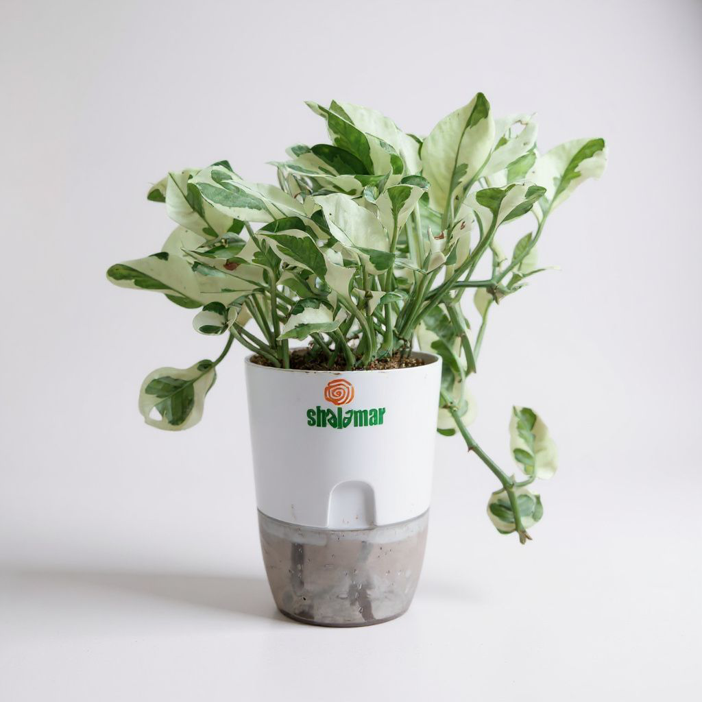 Indoor Plants