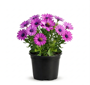 Osteospermum Afircan Daisy Purple