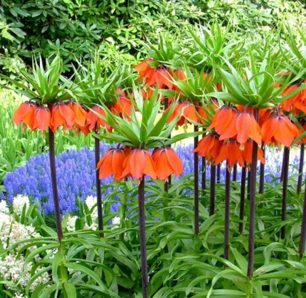 Fritillaria imperialis Pack of 2 Bulbs With Free Shipping
