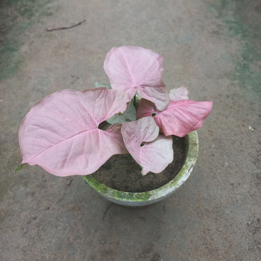 Syngonium arrowhead pink