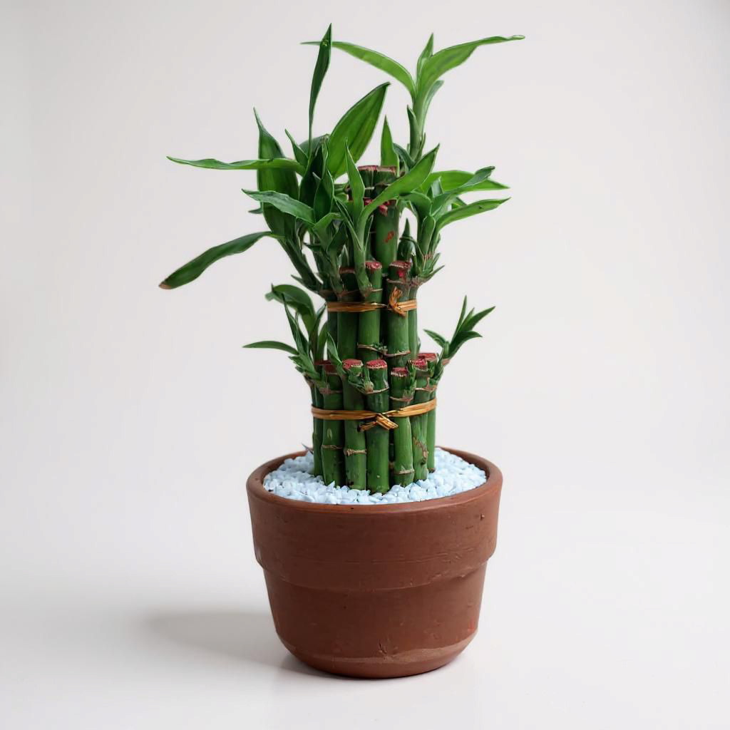 Lucky Bamboo Bunch
