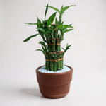 Lucky Bamboo Bunch