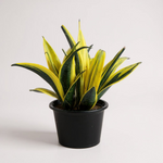 Snake Plant Sensaveria Golden Flame