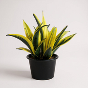 Snake Plant Sensaveria Golden Flame