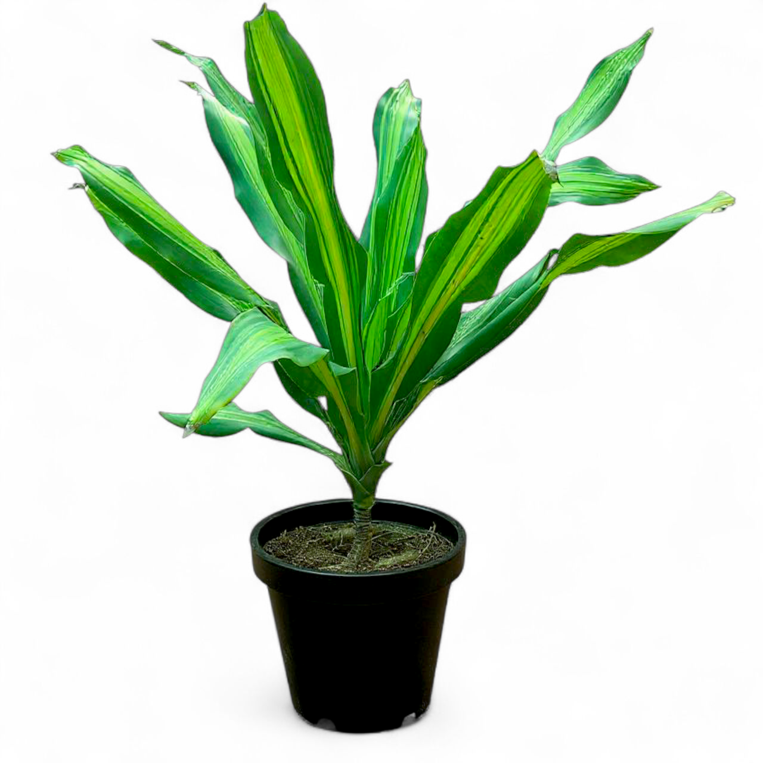 Dracena Massangeana Makai Patta Brazilian Boxwood