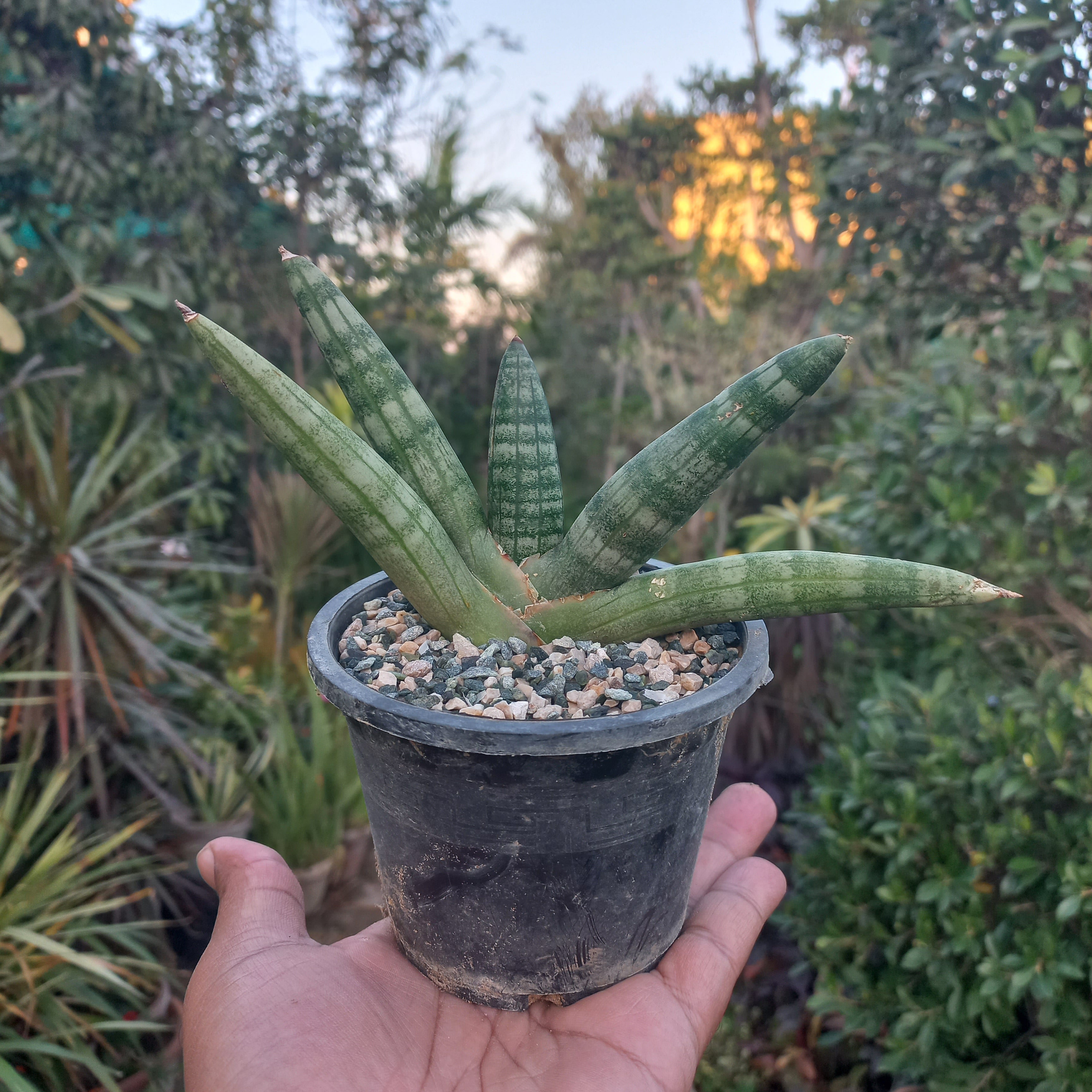 Snake Plant Sensaveria cylindrica boncel