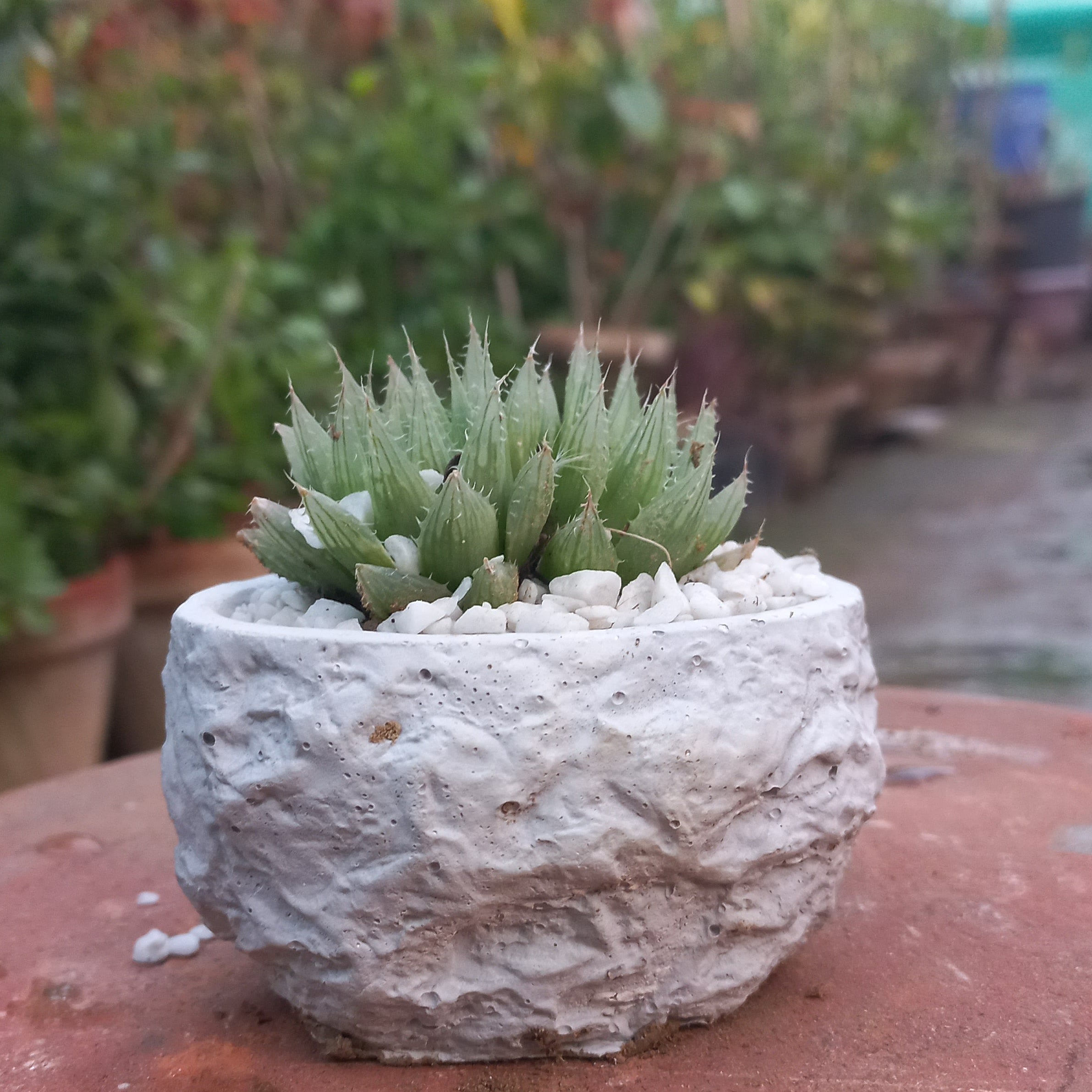 Haworthia small in Cement Stone Texture Pot