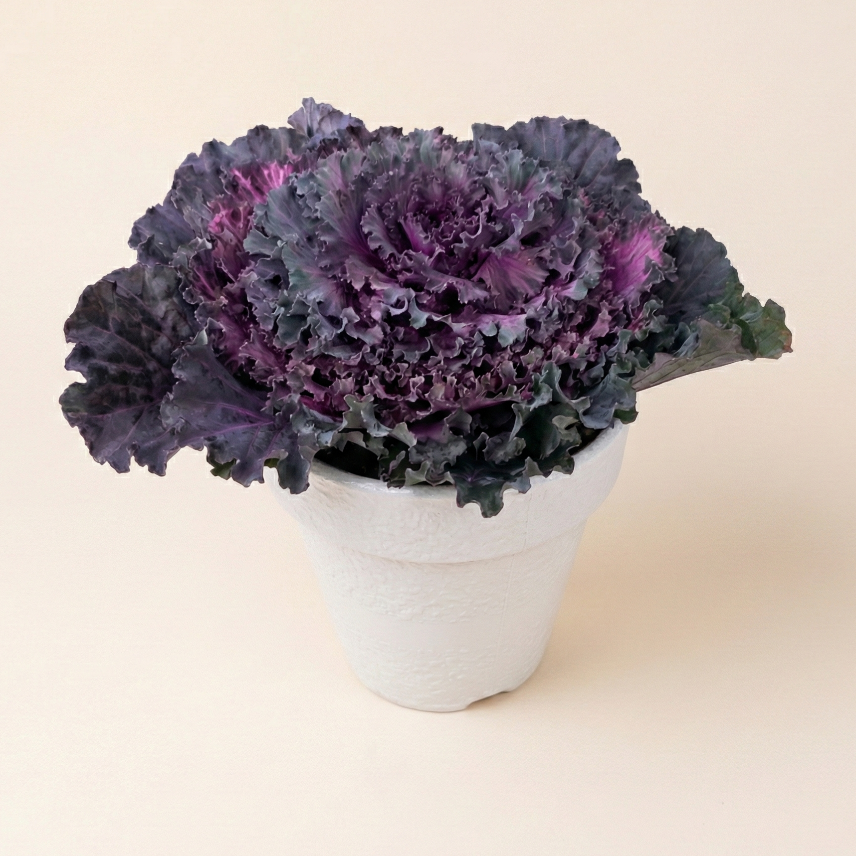 Kale Ornamental Cabbage in Fiber Pot
