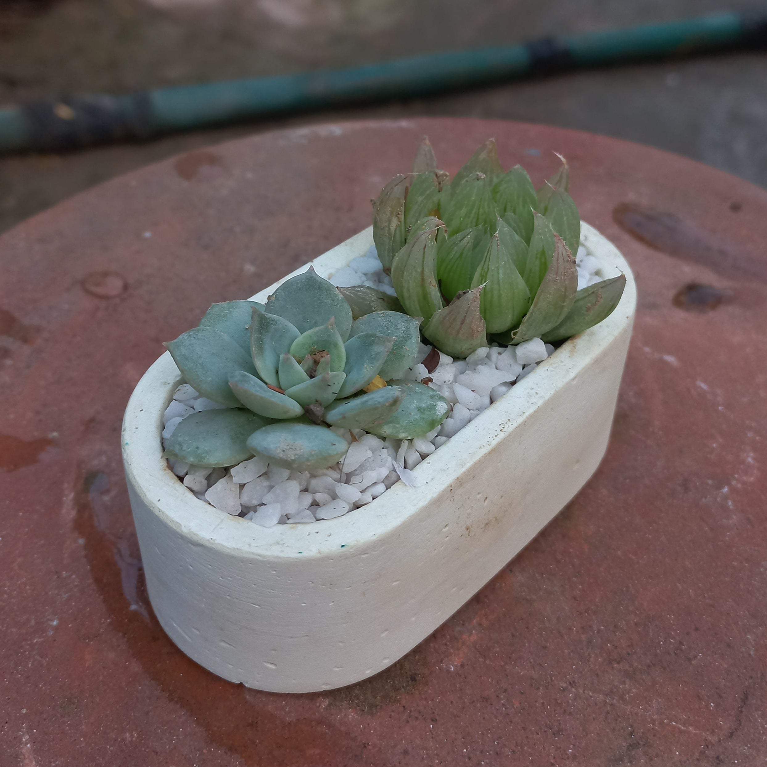 Echeveria Haworthia duo Capsule Cement Pot