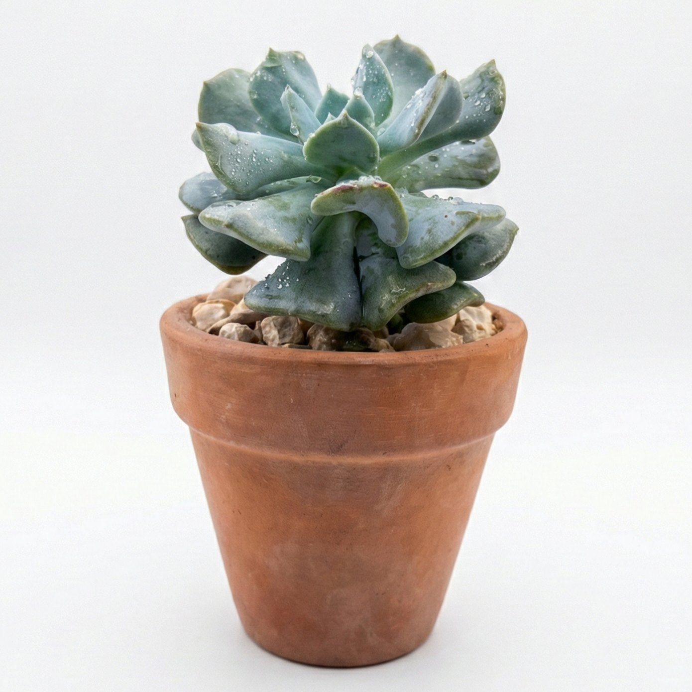 Cubic Frost in Terracotta Pot