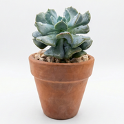 Cubic Frost in Terracotta Pot