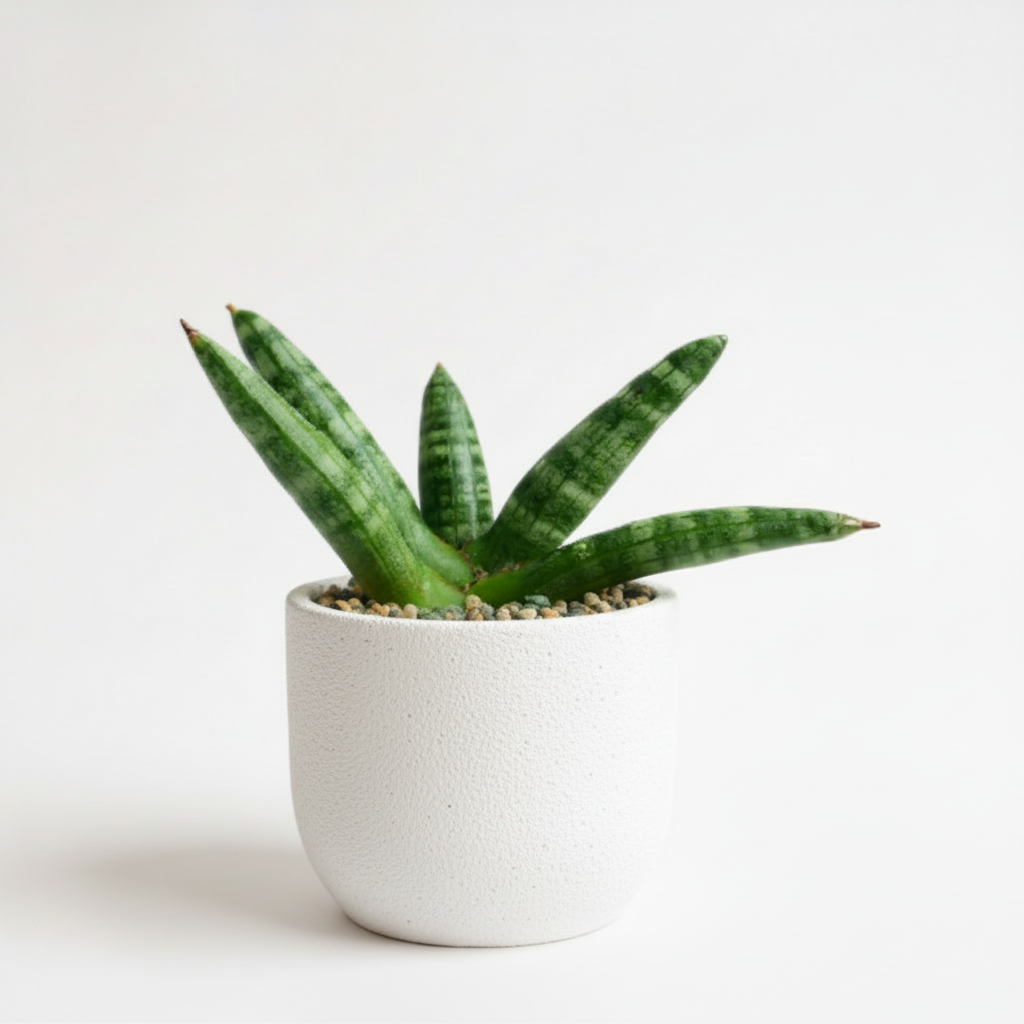 Snake Plant Sensaveria cylindrica boncel