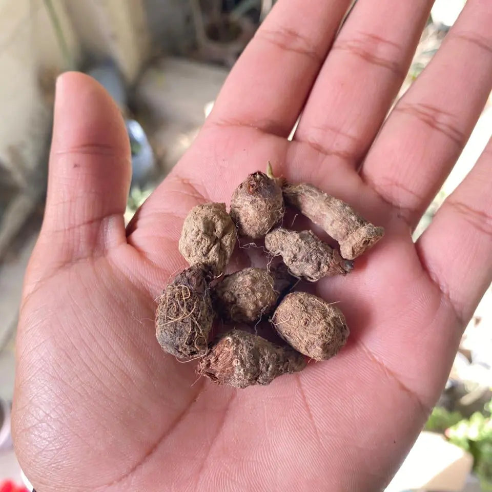 Caladium Bulbs Mix (Thailand)