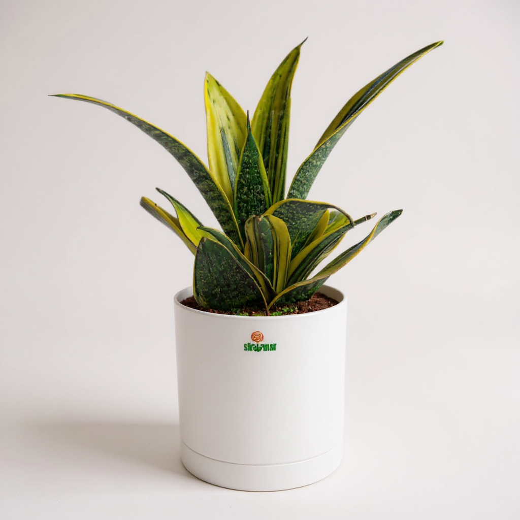 Snake Plant Sensaveria Golden Flame