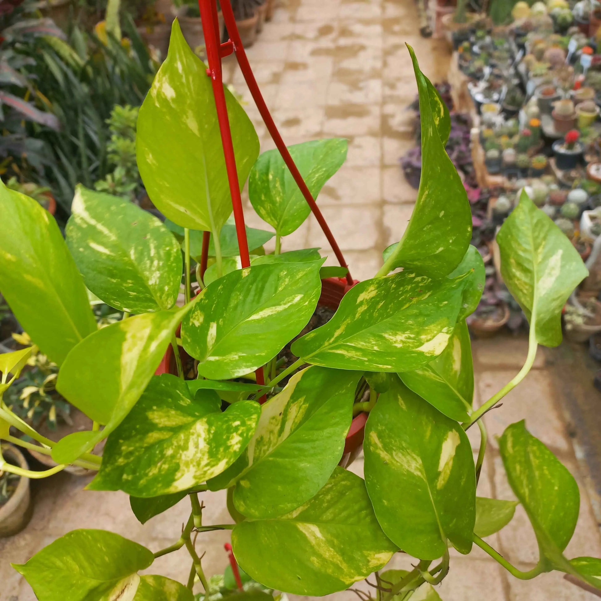money plant price in pakistan Pothos (Money Plant) Variegated in Hanging Basket