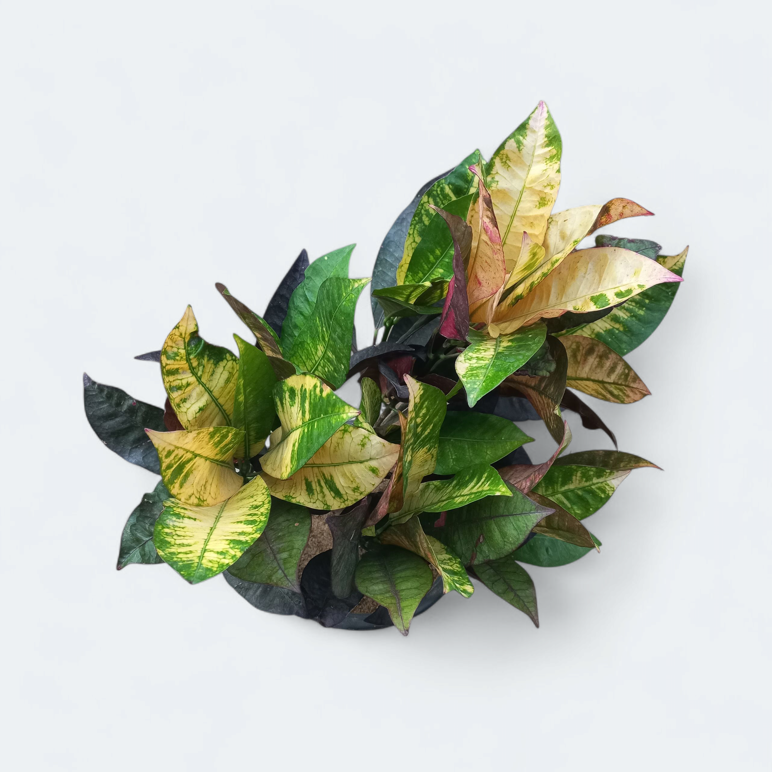 Croton Petra