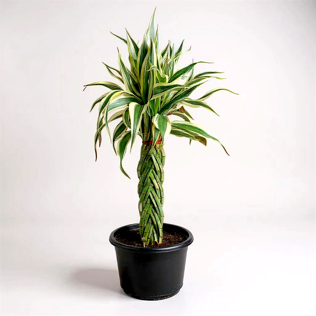 Lucky Bamboo Braided