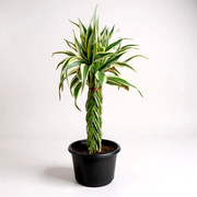 Lucky Bamboo Braided