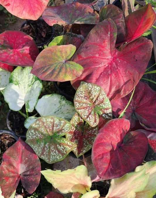 Pack of 5 Mix Caladium Bulbs (Thailand)